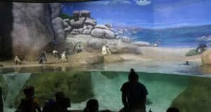 penguins behind glass in jenkinson's aquarium where teachers got free passes to visit during teacher week at the beach.