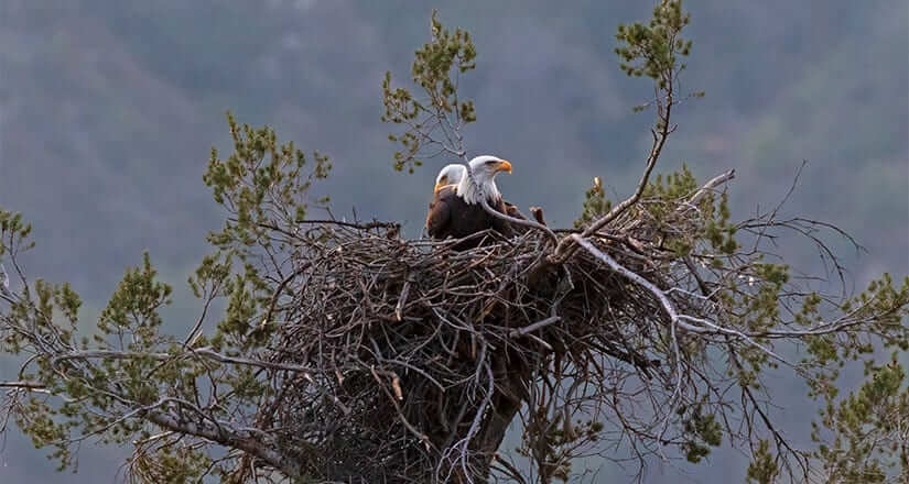 Eagle sitting in a nest with mountains in the background