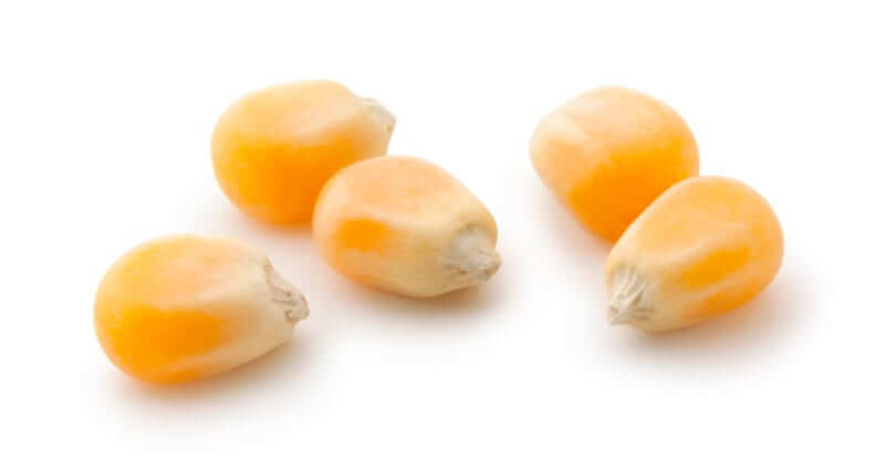 Close view of 5 popcorn kernels