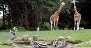 2 giraffes, 2 zebras, and 3 birds in a field at a zoo