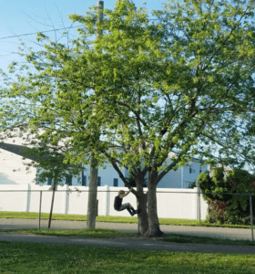 A young boy climbing a tree. There's a fence and white vinyl houses in the background